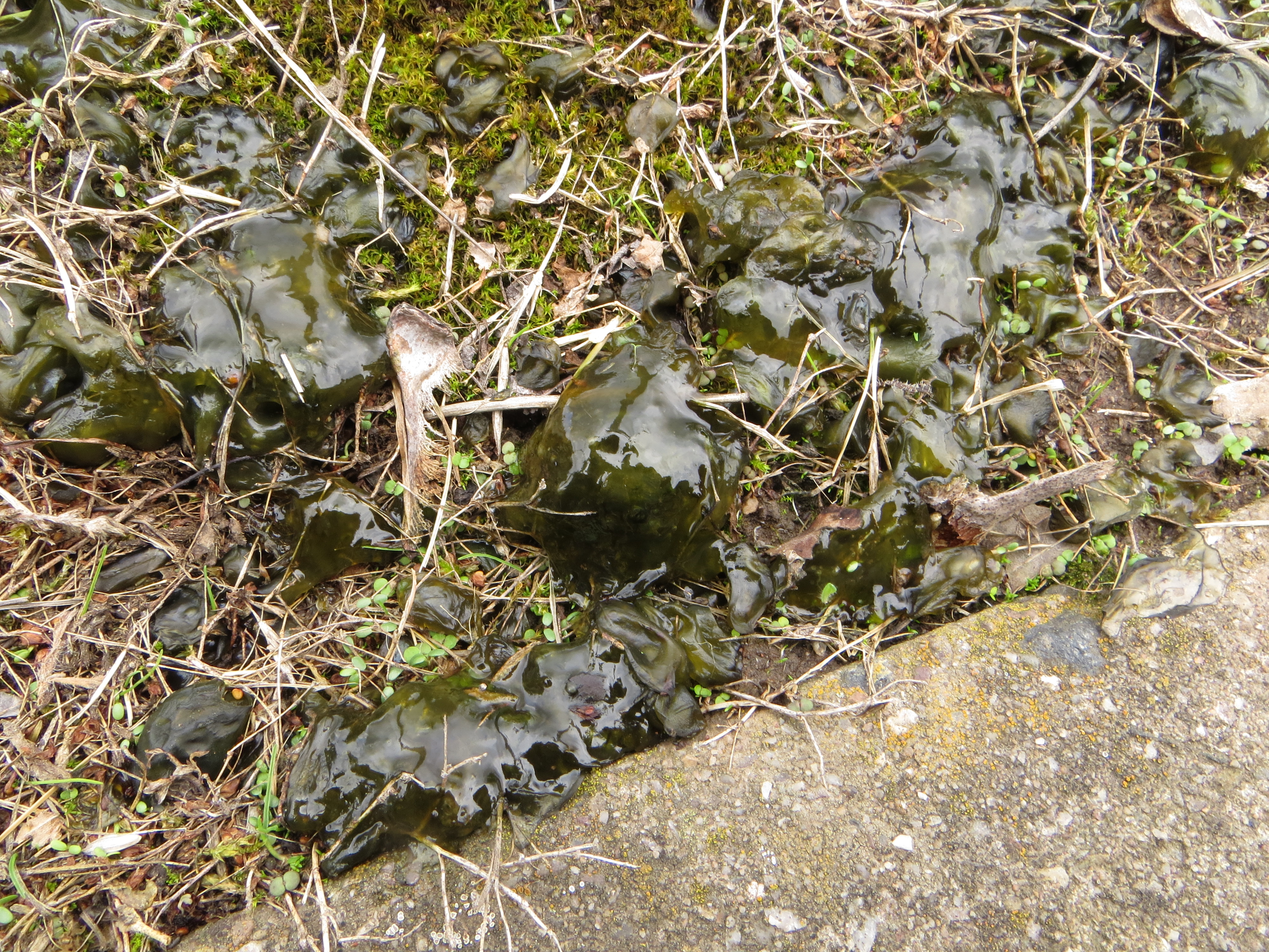 Nostoc growing next to a curb.